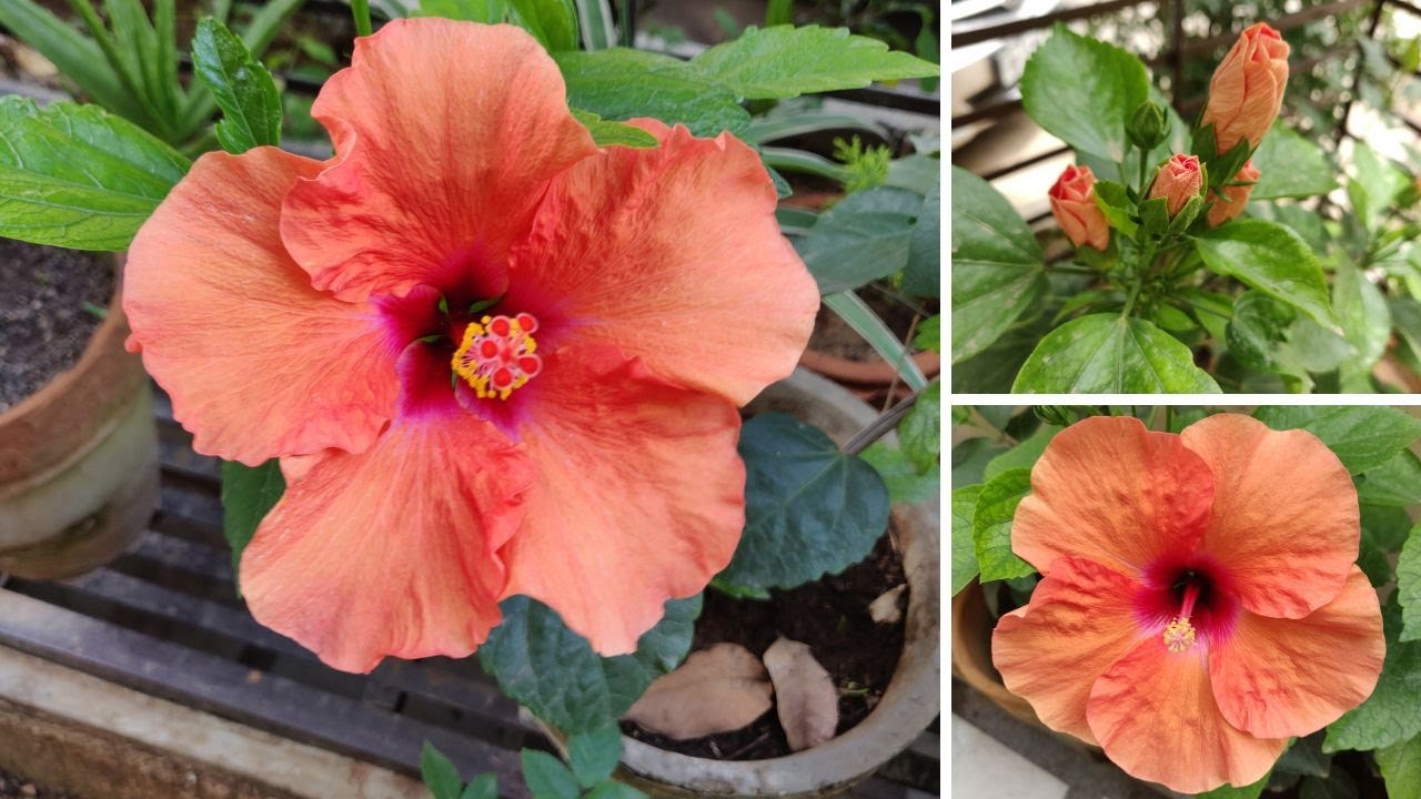 Hibiscus plant care in Winter (Hindi) Grow & care Hibiscus plant during cold season YouTube