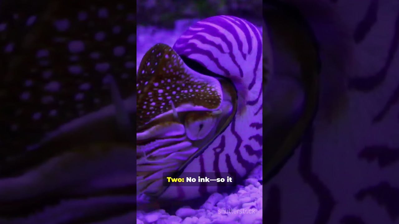 5 Mind Blowing Facts About Nautilus! (day 161) 