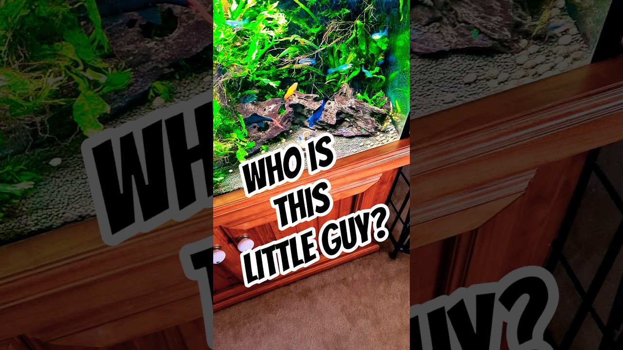 WHAT Fish is THIS? # #exoticaquariumfish #aquarium #fishtank #tropicalfish