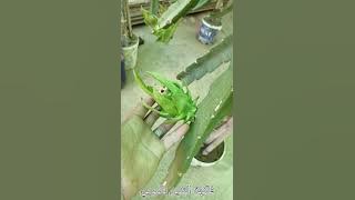 برنامج التسميد الكامل الخاص بموسم إنتاج فاكهة التنين مع العديد من الإرشادات و النصائح الهامة.