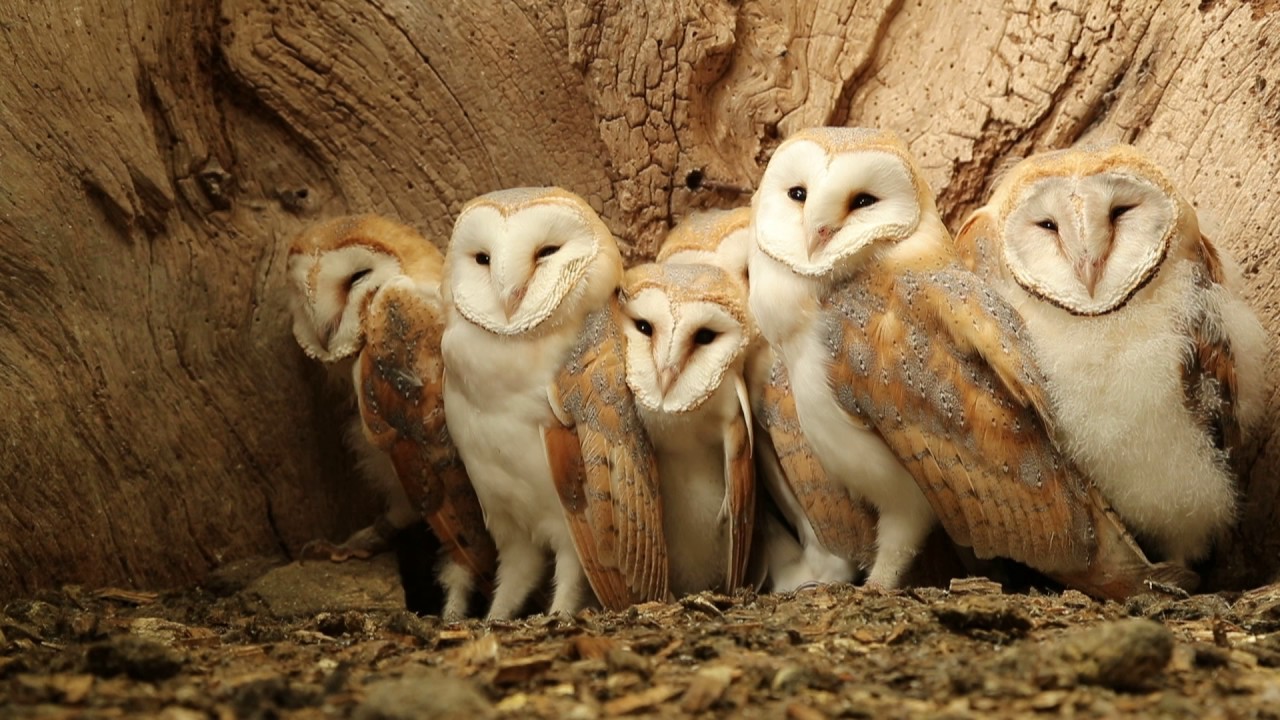 Seven Barn Owl Chicks in the Nest | Discover Wildlife | Robert E Fuller ...