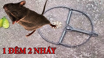 Bẫy chuột bán nguyệt phiên bản NÂNG CẤP hiệu quả cực kì KHỦNG KHIẾP, Cách BẪY CHUỘT nhanh nhất