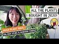 Here Are All The Plants I Bought in 2020! My Big Box Store & Nursery Purchases!