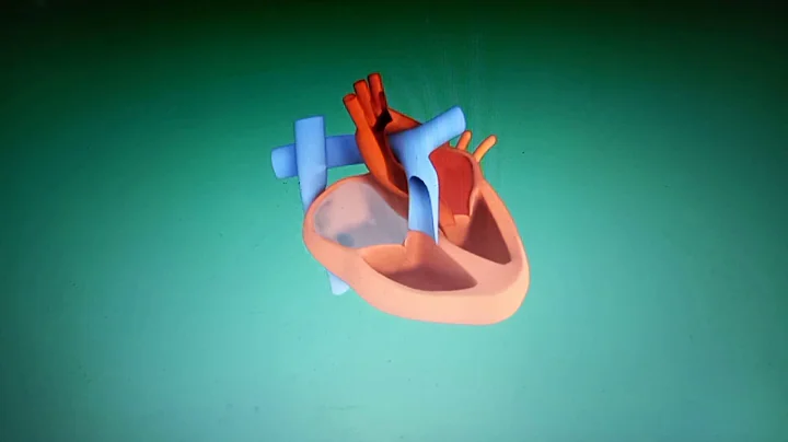 6.2 Cardiac Control Video