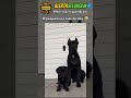 O PEQUENO É O MAIS BRABO 😂 | #animal #cachorro