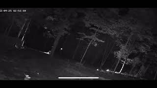 Infrared Light In Forest Tree Top Emitting Orbs Like A Portal Or Vortex