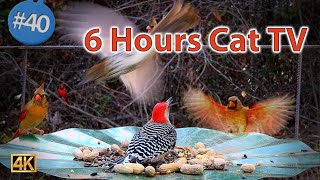 Uninterrupted Backyard Birds Feeding  Video for Pets and People to Enjoy with Bird Sounds #CatTV