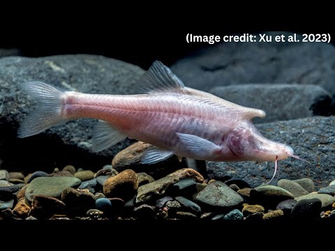 Unicorn-like blind fish discovered in dark waters deep in Chinese cave