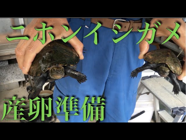 ニホンイシガメ産卵準備 Youtube