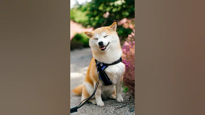 Found a Shiba Inu service dog (in training) 😮