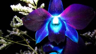 Popular Collection Of Blue Orchid Flower Pictures Romance Blue Orchid Flower Real