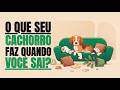 O Que Seu Cachorro Faz Quando Você Sai?😳