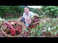 Have you ever grown or harvested Beetroot for cooking? - Yummy Beetroot recipes