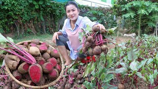 Have you ever grown or harvested Beetroot for cooking? - Yummy Beetroot recipes