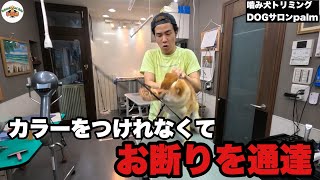 【初来店】避妊手術から凶暴になり大手サロンからお断りをくらった柴犬