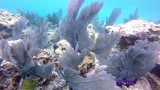 Sambos Reef, Key West, FL