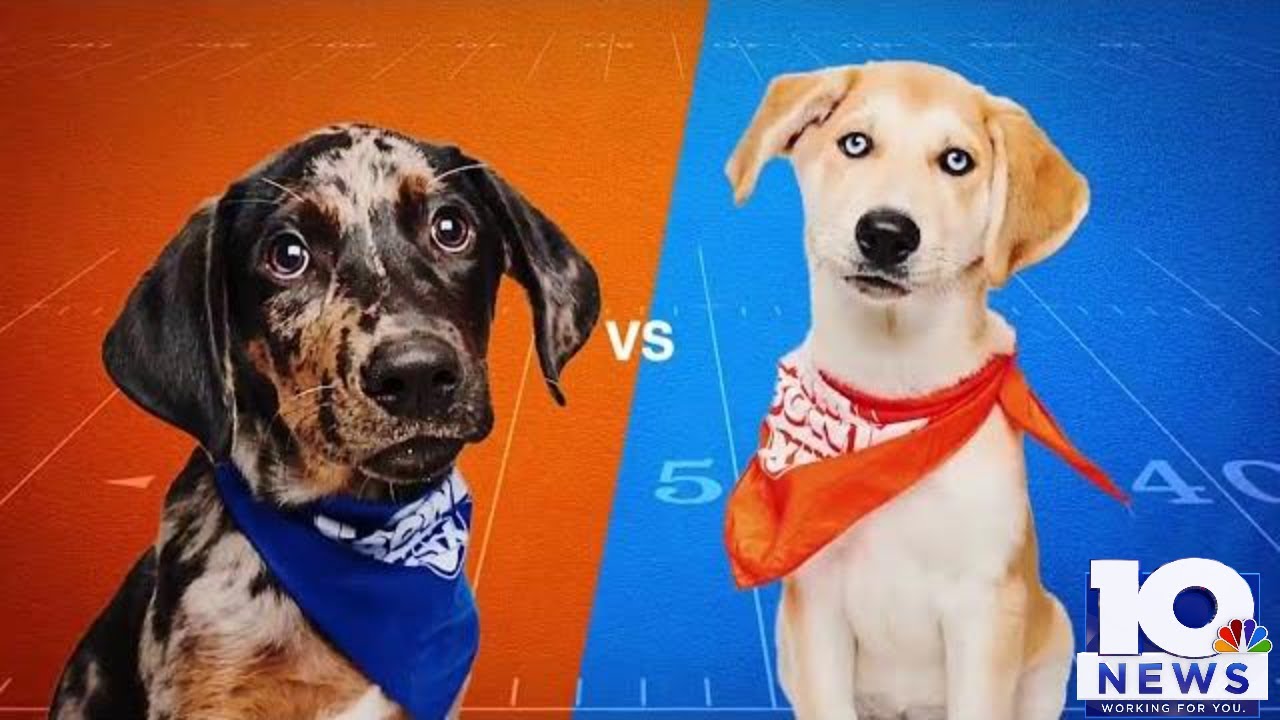 Watch 122 rescue dogs face off in this year's Puppy Bowl