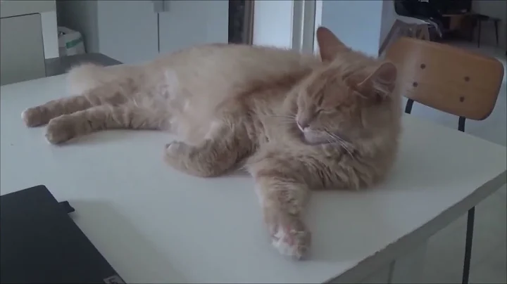 Watch the video about A Maine Coon and Russian Blue/Korat cats peace and tranquillity