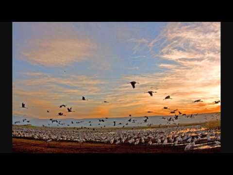Maacho — Maacho and Cool Connection - A Thousand Cranes