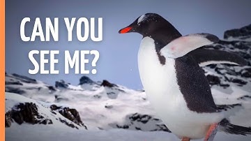 The Invisible Hunters: How Animals Became Masters of Deception | Full Documentary