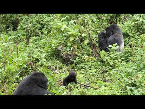Infant starts walking and exploring