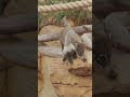 Get to Nose The White-Nosed Coati
