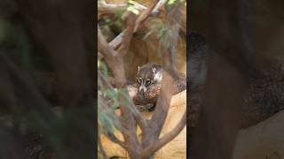 Get to Nose The White-Nosed Coati