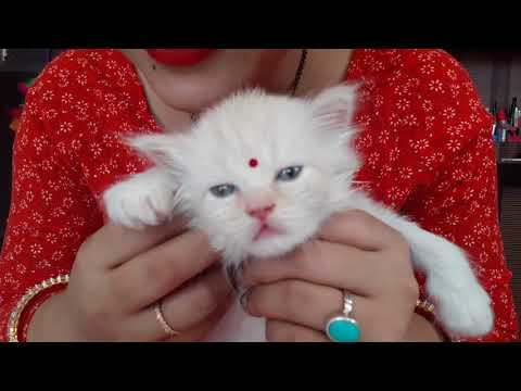 Persian cat! Meet my new family member fairy! Beautiful!adorable! Cutness overload! White Female cat