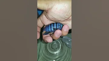 Cynotilapia Likoma Island S HYBRID 