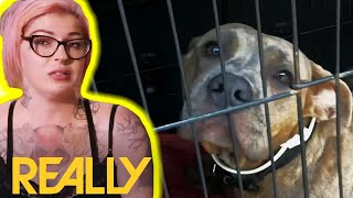 Pups In Peril The Most Intense Pit Bull Rescues Of Season 14 Pit Bulls & Parolees