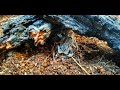 Пересадка скорпионов Lychas tricarinatus/Lychas mucronatus.