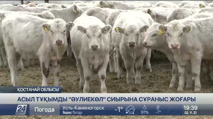 Әйеліңізді бандалыққа қалай азғыруға болады