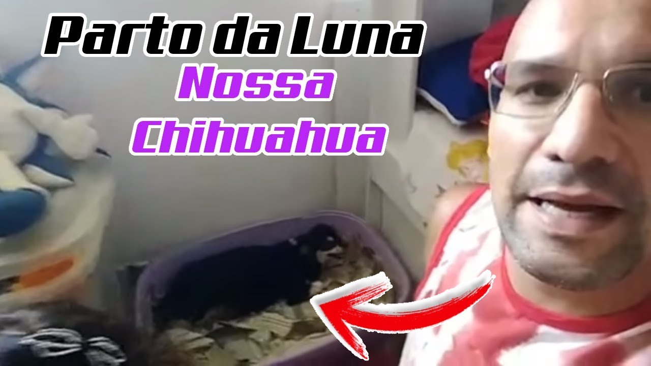 Parto da Luna (chihuahua)