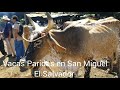 Vacas Paridas Em El Transito San Miguel El Salvador