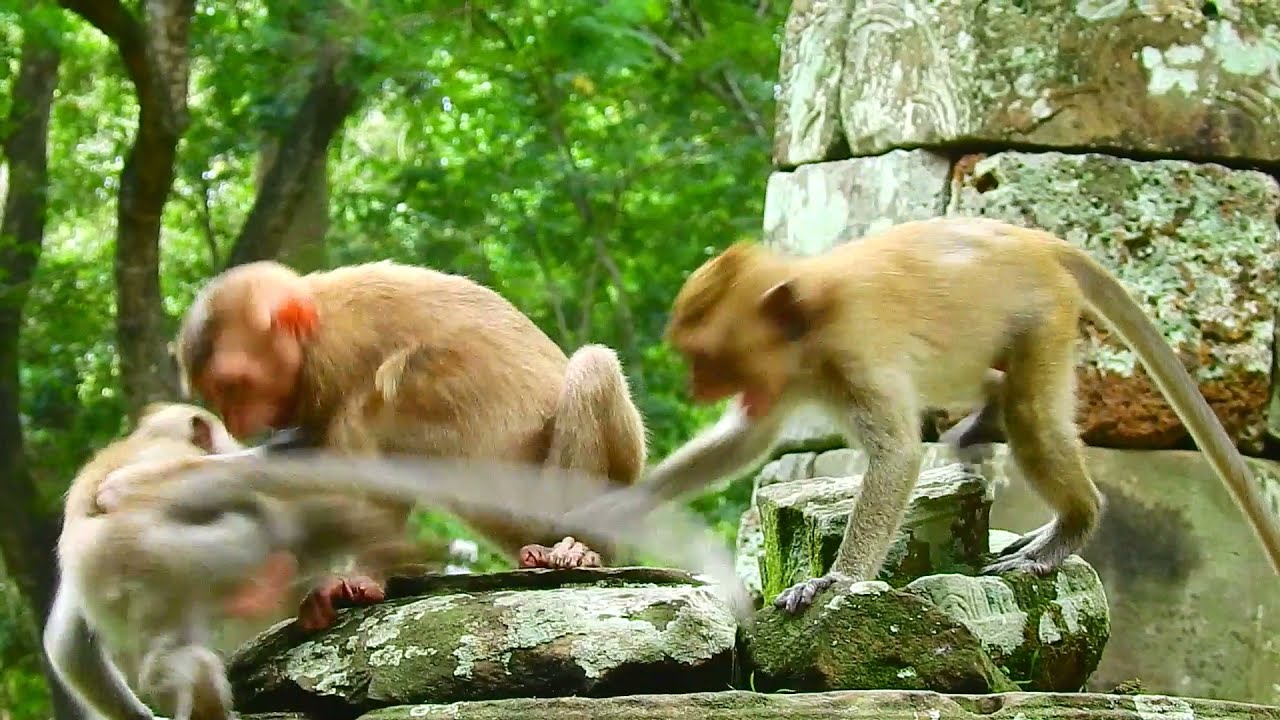 WOW BABY MONKEY DOING PLAYING @LIVE MONKEY CHANNEL