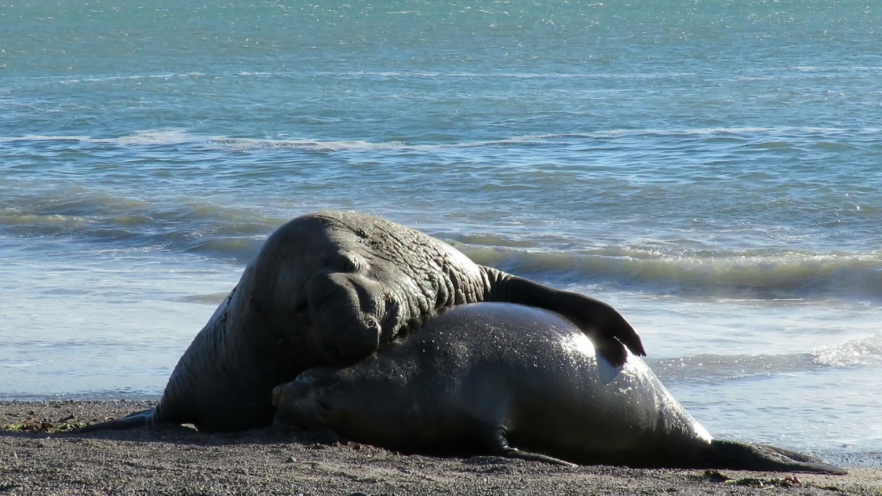 Elefante Marino Del Sur Youtube