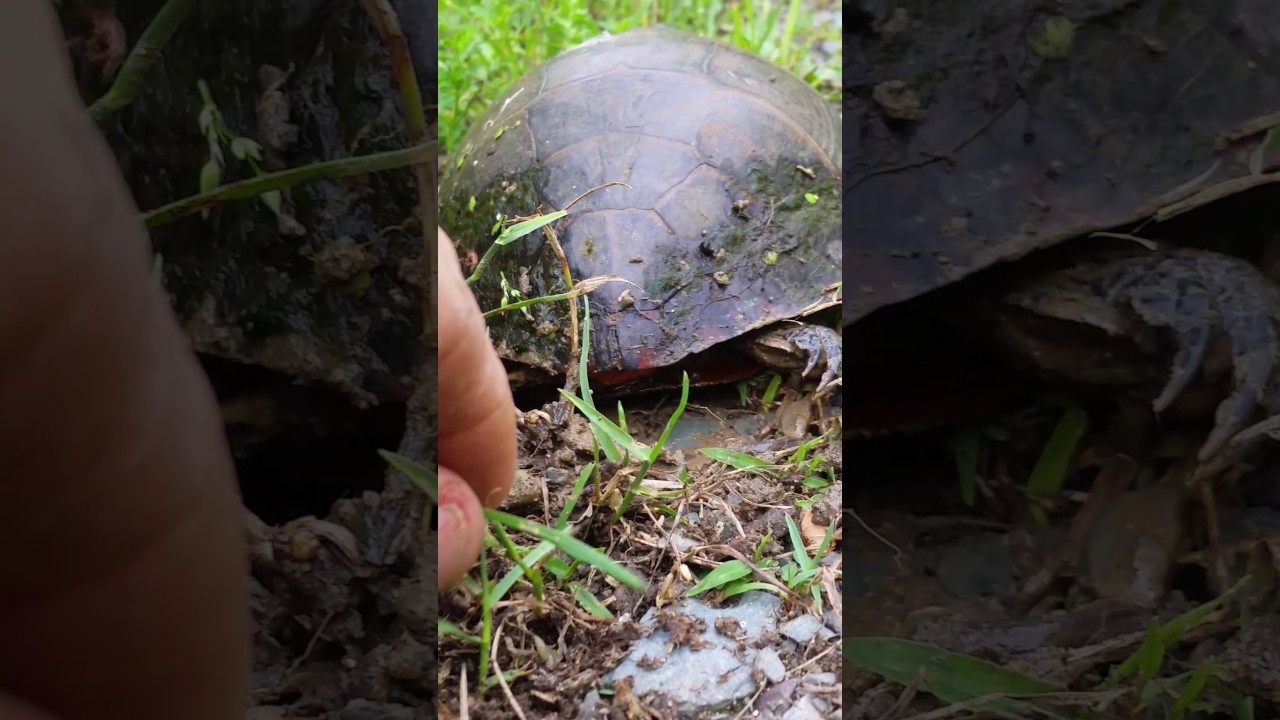eggs florentine Mother turtle