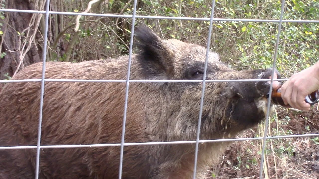 Wild Hog Loves Beer! YouTube