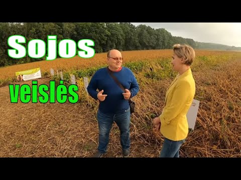 Video: Varför Soja Kallas En Vegetabilisk Ko