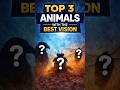 Top 3 Animals With The Best Vision 👀 | Nature’s Sharpest Eyes