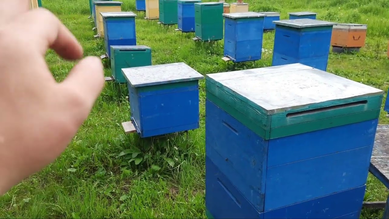 Усиление отводков. Результаты исследования пасеки! XXX - нозематоз!!! Чипирование, чипизация.