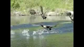 Deep Peace of the Running Wave - John Rutter with SloMo Geese