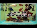 17 male betta fish in one tank  just an experiment under control  one year old betta fish 