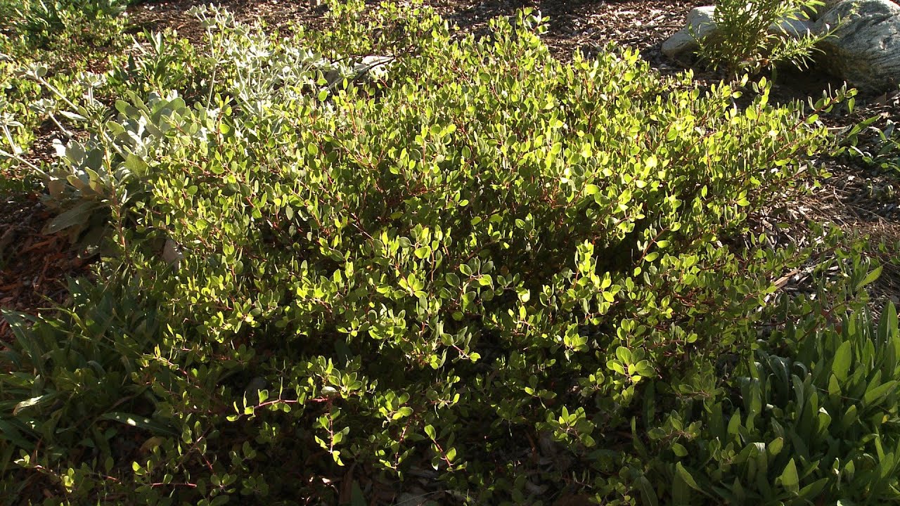 Wayside Manzanita - California Native Garden - Ep.10