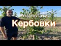 Формування черешні. Результати кербовки. The formation of cherries. The spindle system.