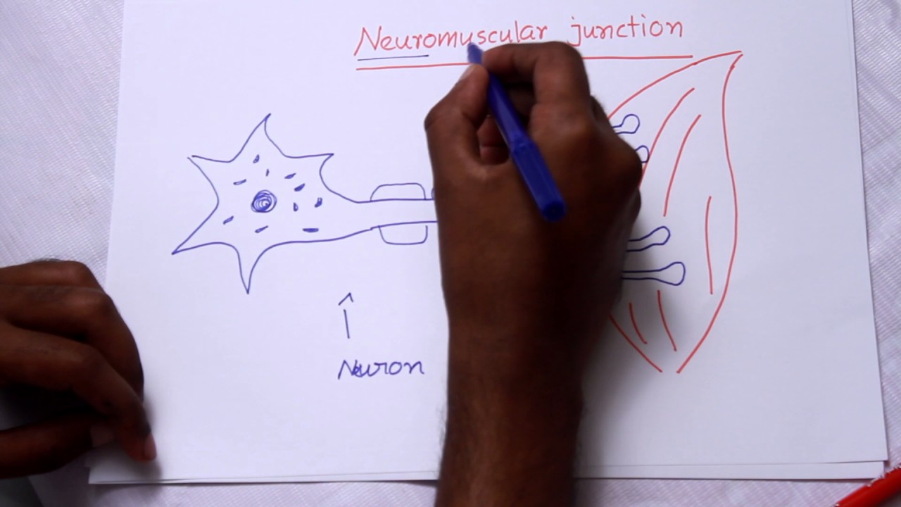 Cellular physiology #4 : Propagation of action potential (Part-2) - YouTube