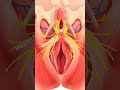 This System Controls Human Birth 😮 | Female Anatomy in 3D #education #anatomy #Biology
