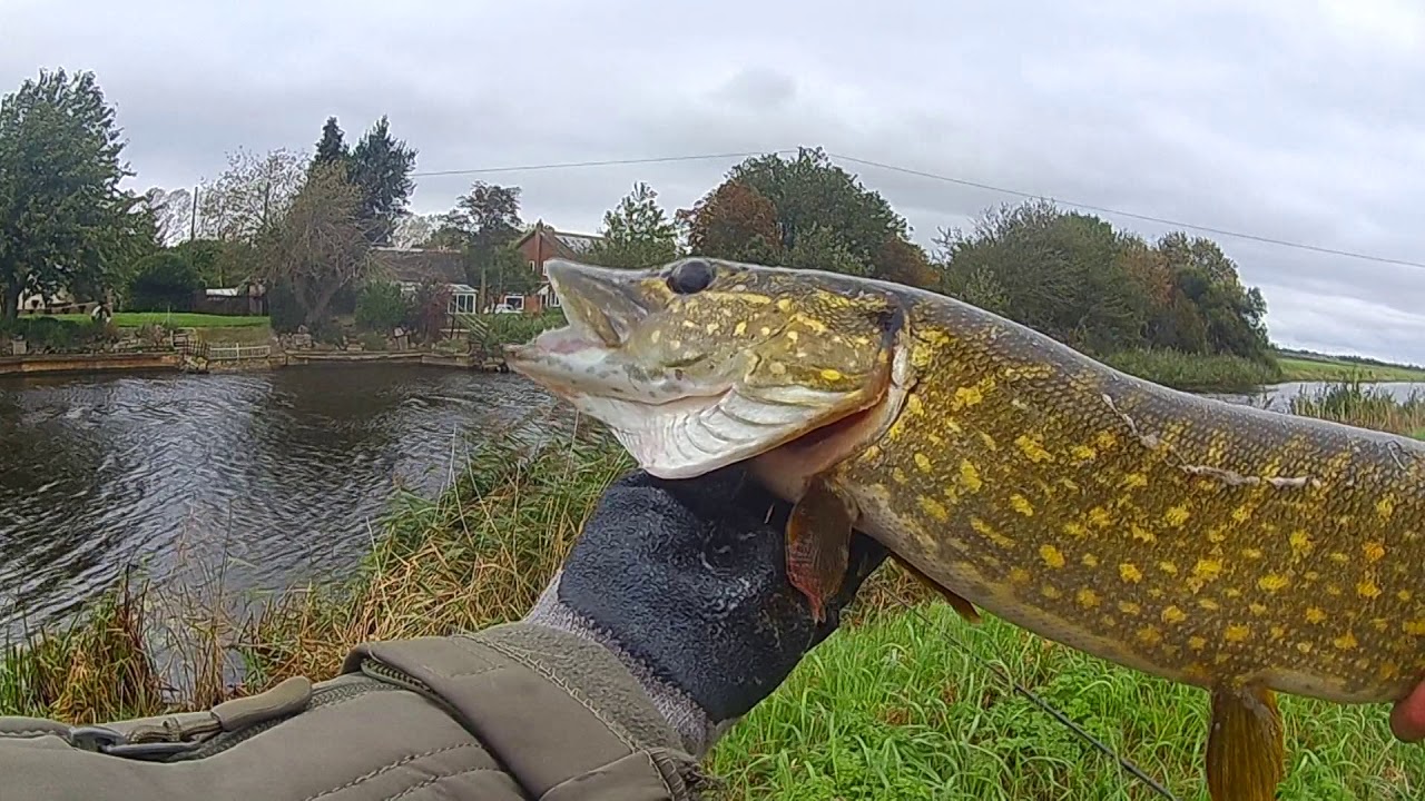 Savage Gear Brown Rat Lure 2? Pike First full day fishing! YouTube