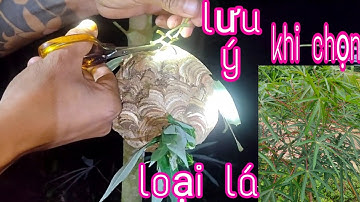 cách bắt ong bò vẽ bằng lá sắn liệu có thật sự hiệu quả như lời đồn
