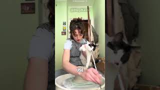 The Cat Pottery Attempt